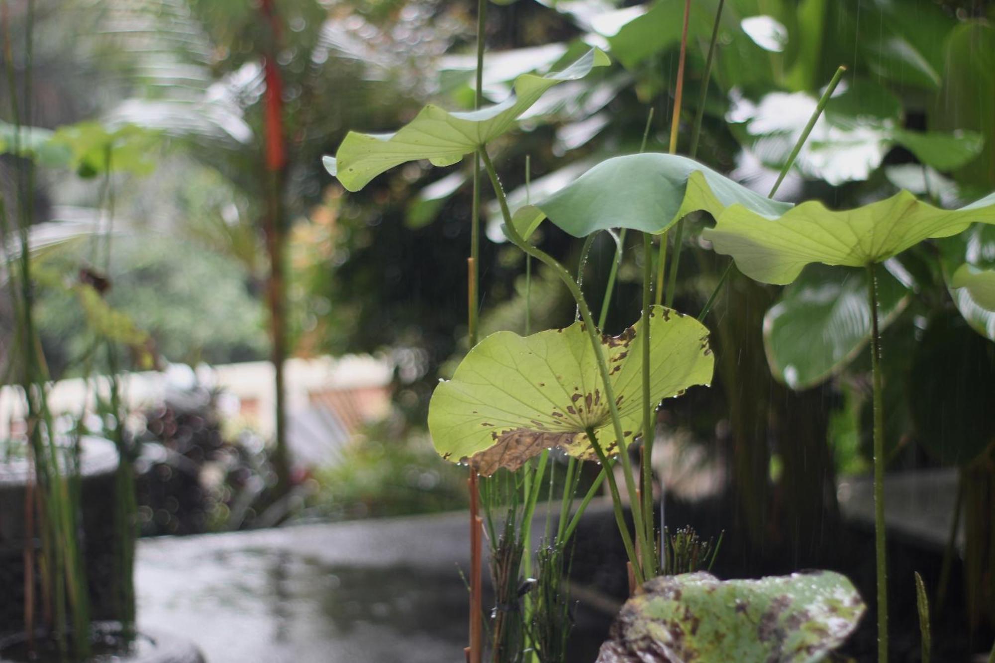 Hanaka Riverside Ubud Buitenkant foto