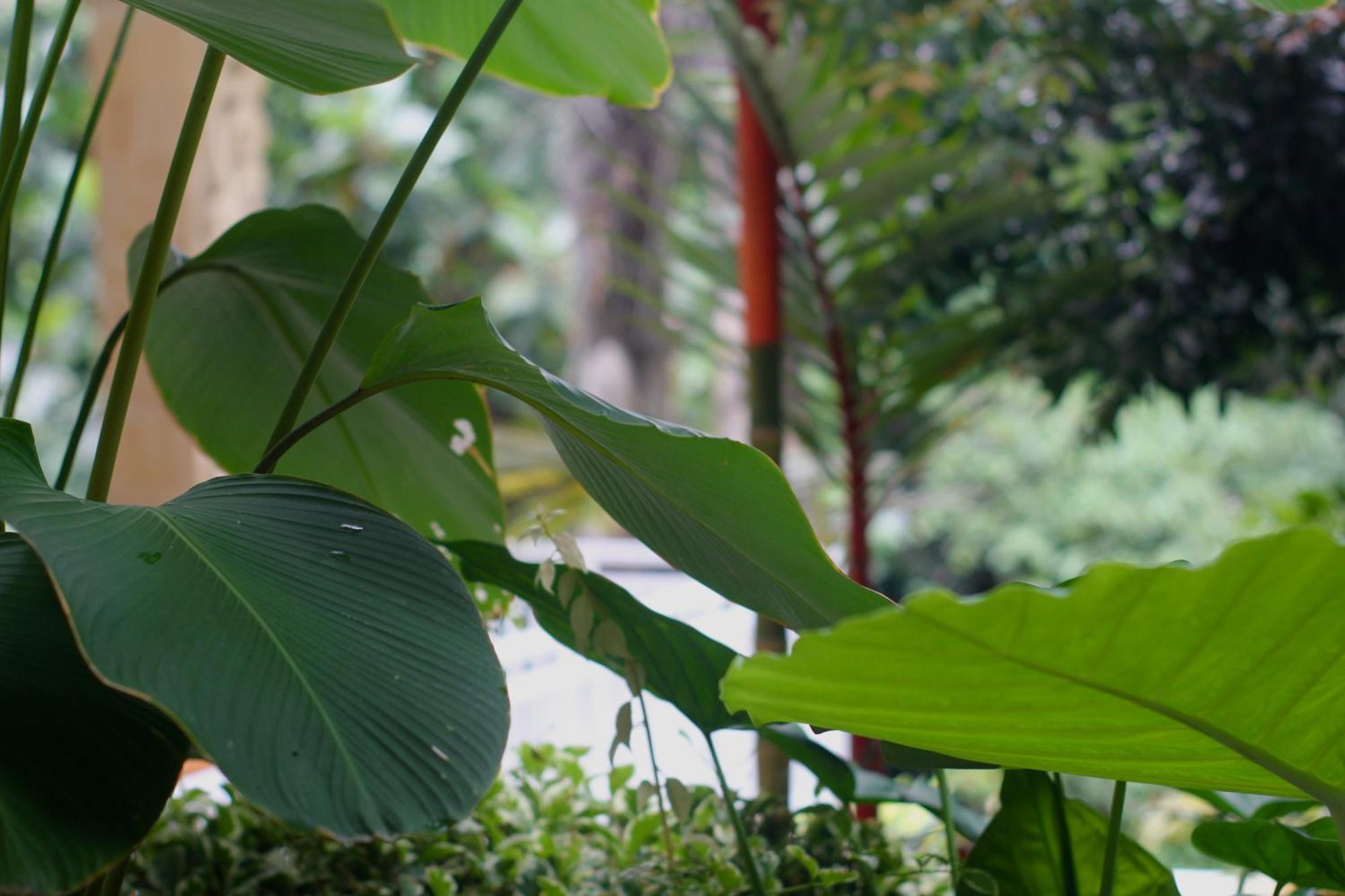Hanaka Riverside Ubud Buitenkant foto